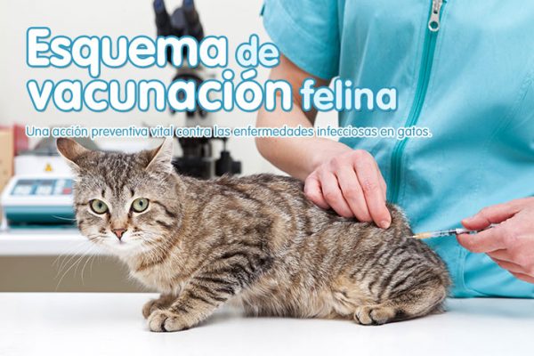 Esquema de vacunación felina