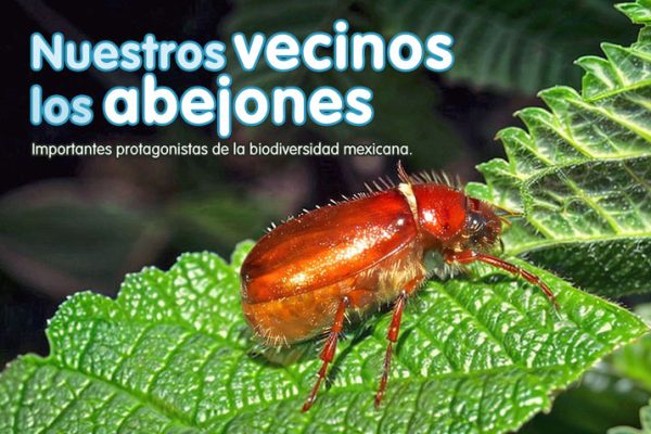 Nuestros vecinos los abejones