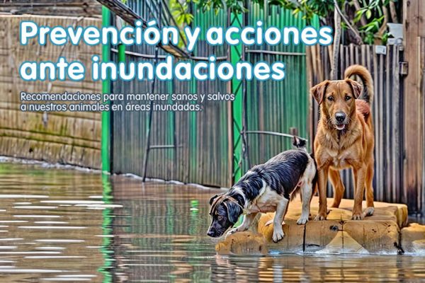 Prevención y acciones ante inundaciones