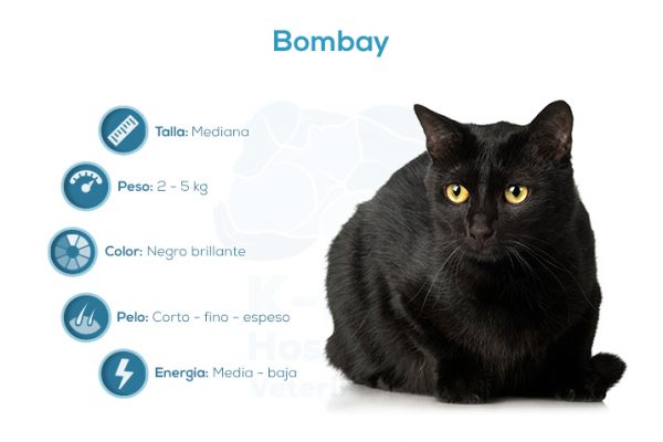 Bombay