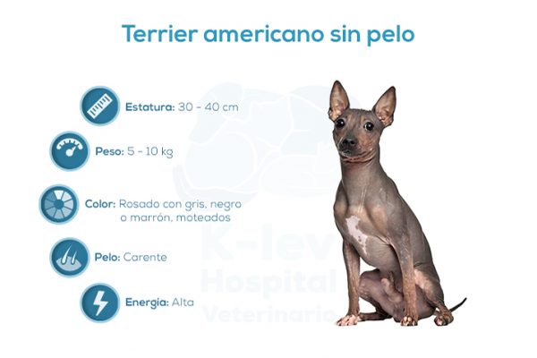 Terrier americano sin pelo