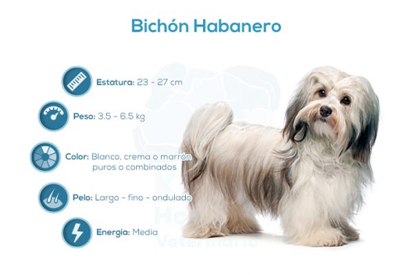 Bichón Habanero